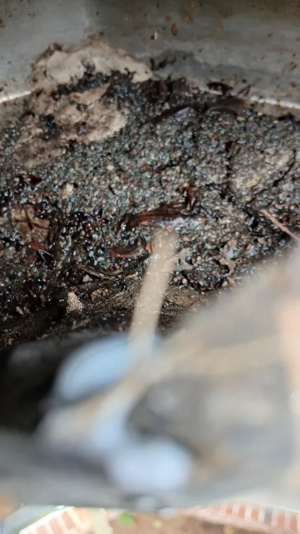 Shingle granules and leaf debris settled in the bottom of a gutter before cleaning, in Alpharetta, GA